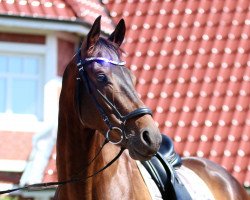 dressage horse Söhnlein's Brilliant (Hanoverian, 2012, from Spörcken)