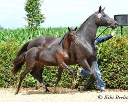 broodmare Dana (Oldenburg, 2003, from Depardieu 11)