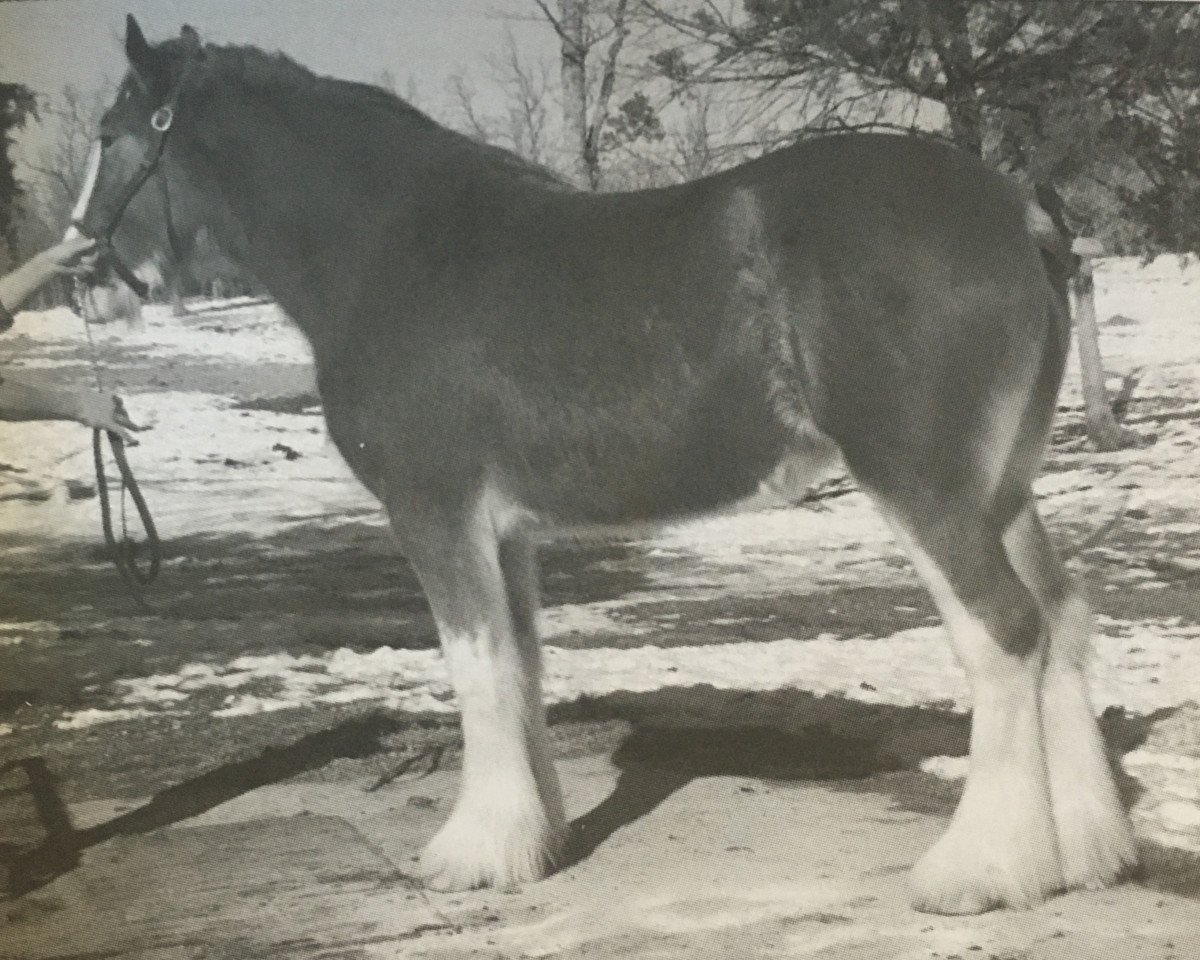 Zuchtstute Rock and Rail Erin's Sweet Pea (Clydesdale, 2009, von Plunton Tearlach Suibhne)