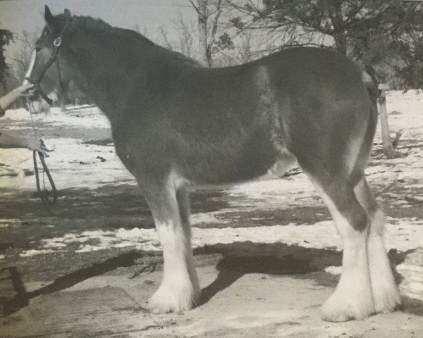 broodmare Rock and Rail Erin's Sweet Pea (Clydesdale, 2009, from Plunton Tearlach Suibhne)