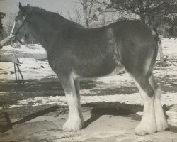 Zuchtstute Rock and Rail Erin's Sweet Pea (Clydesdale, 2009, von Plunton Tearlach Suibhne)