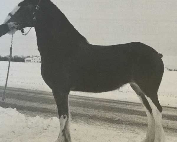 Pferd Rock and Rail Lillybelle (Clydesdale, 2007, von Plunton Tiarnan Ruarc)