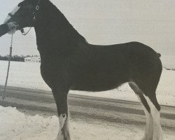 horse Rock and Rail Lillybelle (Clydesdale, 2007, from Plunton Tiarnan Ruarc)