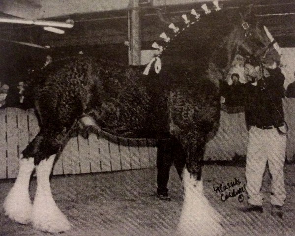 stallion Plunton Tiarnan Ruarc (Clydesdale, 1999, from Thistle Ridge Argyll Enhancer)