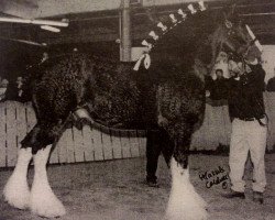 stallion Plunton Tiarnan Ruarc (Clydesdale, 1999, from Thistle Ridge Argyll Enhancer)