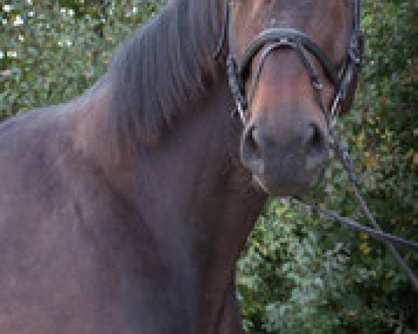 dressage horse Hugo von Hochadel (unknown, 2006)