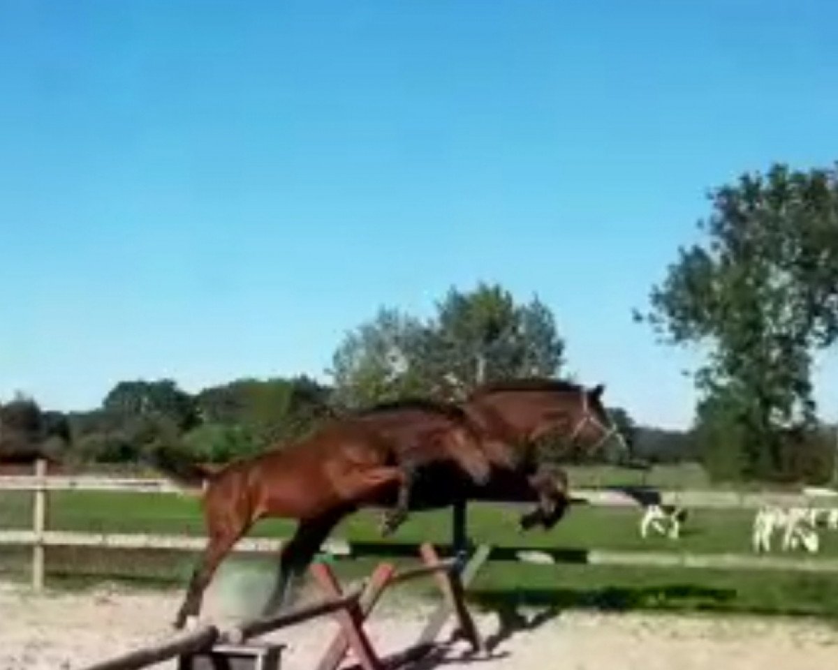 jumper Carvani (Hanoverian, 2019, from Carridam)