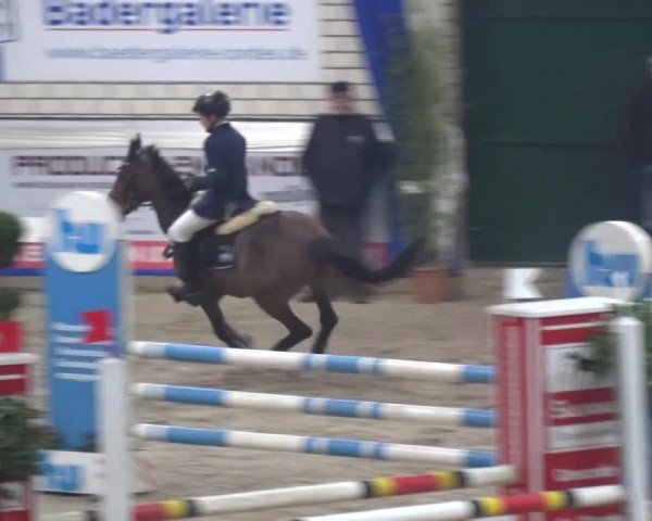 Spring-Pferde-Festival Lathen 2016