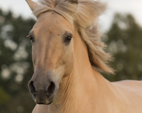 broodmare Erle (Fjord Horse, 2000, from Einar)