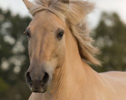 broodmare Erle (Fjord Horse, 2000, from Einar)