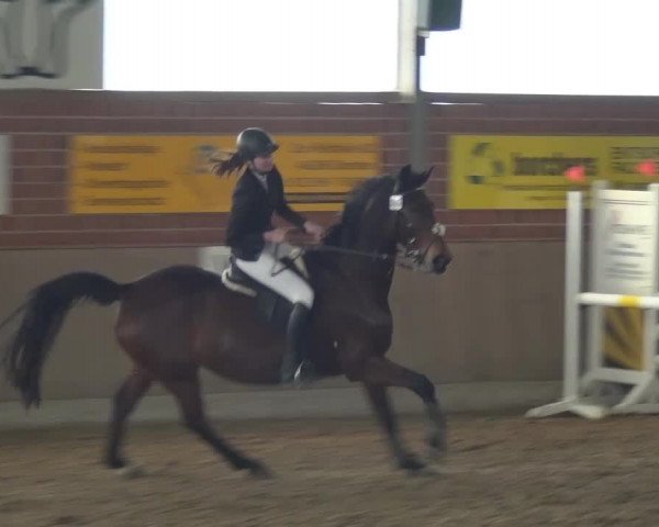 Reitturnier Lembeck 2016