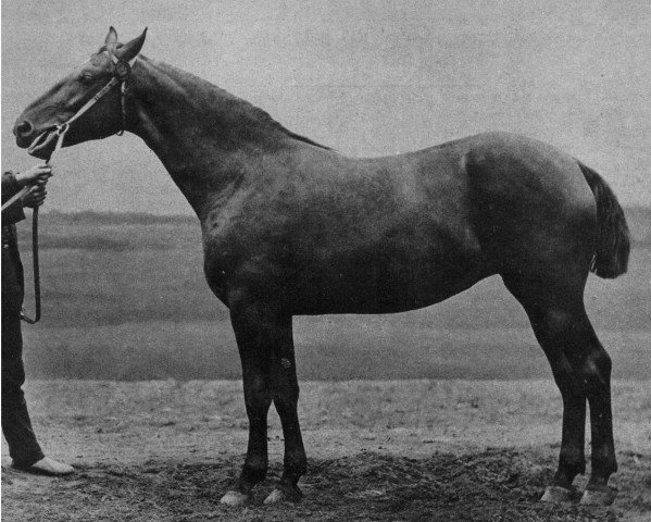 stallion Enno 1135 (Oldenburg, 1885, from Eggi 1010)