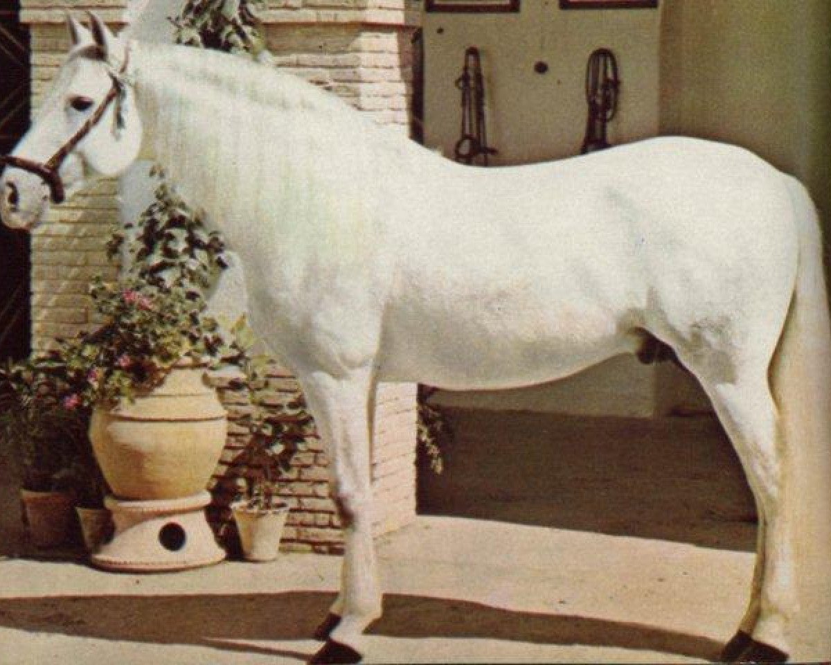 stallion Vasallo II (Pura Raza Espanola (PRE), 1967, from Bilbaino III)