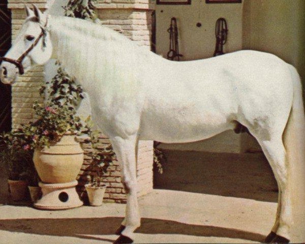 stallion Vasallo II (Pura Raza Espanola (PRE), 1967, from Bilbaino III)