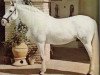stallion Vasallo II (Pura Raza Espanola (PRE), 1967, from Bilbaino III)