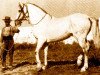 stallion Faraon V (Pura Raza Espanola (PRE), 1956, from Bilbaino III)