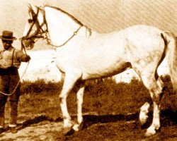 stallion Faraon V (Pura Raza Espanola (PRE), 1956, from Bilbaino III)