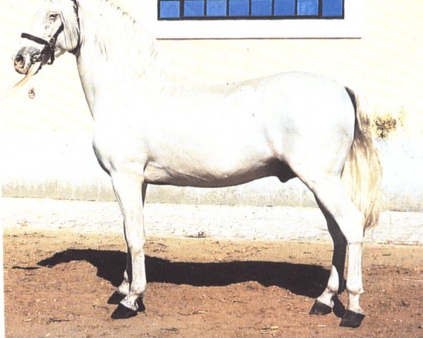 stallion Innato (Pura Raza Espanola (PRE), 1962, from Africano X)