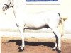 stallion Innato (Pura Raza Espanola (PRE), 1962, from Africano X)