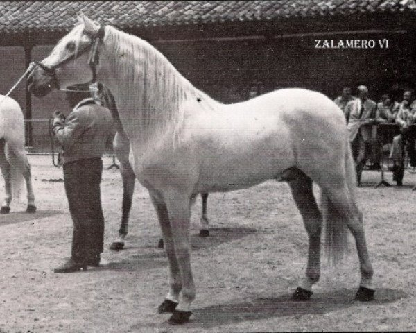 Deckhengst Zalamero VI (Pura Raza Espanola (PRE), 1965, von Adentro)