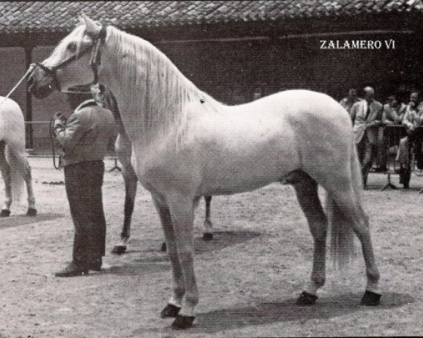 stallion Zalamero VI (Pura Raza Espanola (PRE), 1965, from Adentro)