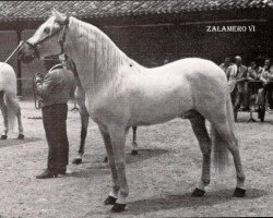 Deckhengst Zalamero VI (Pura Raza Espanola (PRE), 1965, von Adentro)