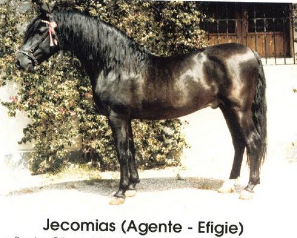 stallion Jecomias (Pura Raza Espanola (PRE), 1968, from Agente)