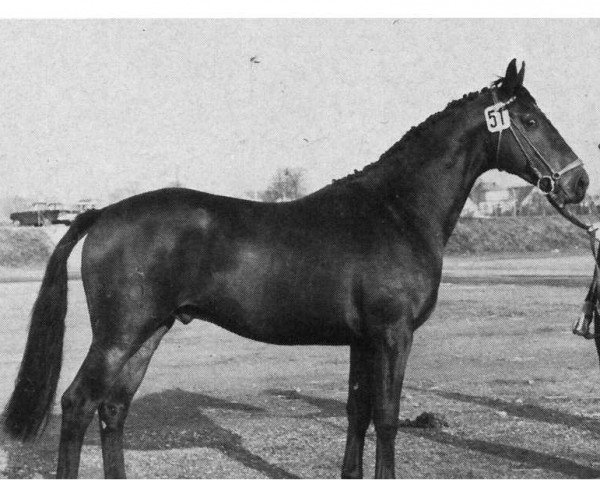 stallion Markgraf (Oldenburg, 1965, from Miracolo xx)