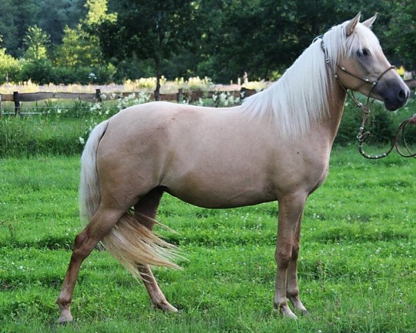 horse Jacinta (Paso Iberoamerikano, 2013, from RV Gitano Suave)