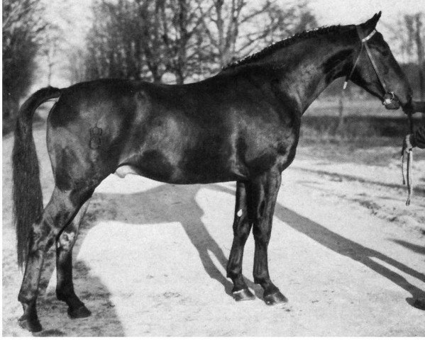 stallion Artus (Oldenburg, 1961, from Adonis xx)