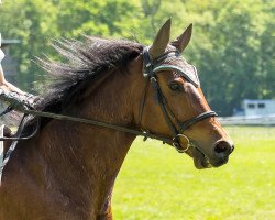 jumper Vamaris Carinho CH (Swiss Warmblood, 2008, from Conteur)