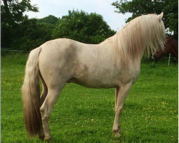 stallion Girason del Fantasma (Rhinelander, 2011, from RV Gitano Suave)