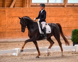 dressage horse del Curto (Hanoverian, 2013, from Dimaggio)