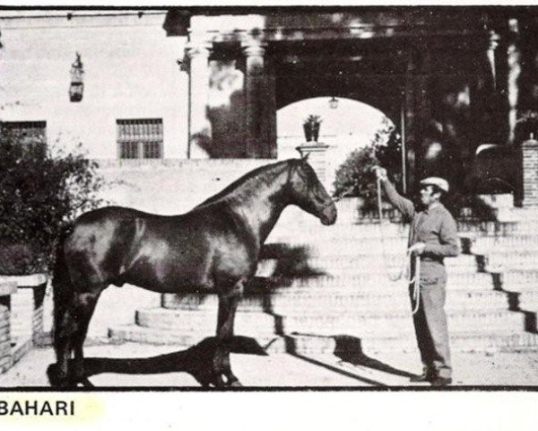 stallion Bahari 1966 (Pura Raza Espanola (PRE), 1966, from Sereno)