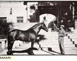 Deckhengst Bahari 1966 (Pura Raza Espanola (PRE), 1966, von Sereno)