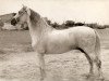 stallion Iberico III (Pura Raza Espanola (PRE), 1970, from Amoroso V)