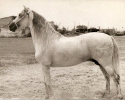 stallion Iberico III (Pura Raza Espanola (PRE), 1970, from Amoroso V)