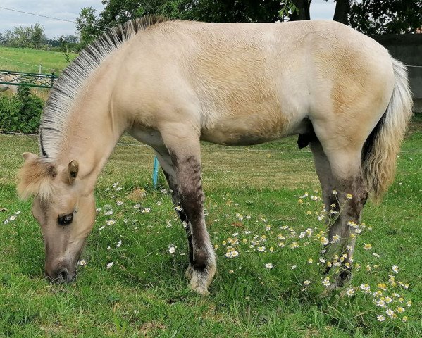 horse Isildur (Fjord Horse, 2020, from Ilribo)