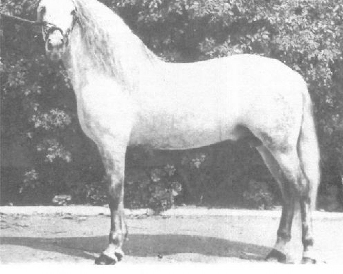 stallion Botinero III (Pura Raza Espanola (PRE), 1962, from Generoso VIII)