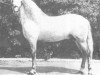 stallion Botinero III (Pura Raza Espanola (PRE), 1962, from Generoso VIII)