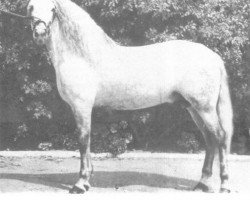 stallion Botinero III (Pura Raza Espanola (PRE), 1962, from Generoso VIII)