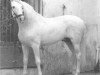 stallion Jardinero V (Pura Raza Espanola (PRE), 1969, from Nevado III)