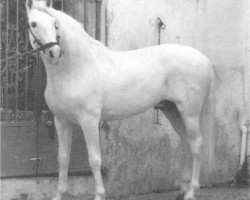 stallion Jardinero V (Pura Raza Espanola (PRE), 1969, from Nevado III)