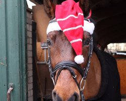 stallion Noah (German Riding Pony, 2006, from Niveau)