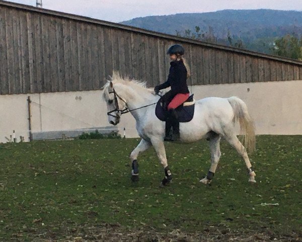 dressage horse Rusty ben Gald (Mecklenburg, 1998)