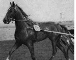 horse Elbgold (German trotters, 1950, from Ebony)