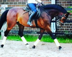 jumper Quattro K (German Sport Horse, 2012, from Quaterback)