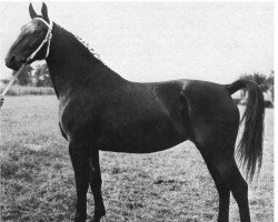 broodmare Rikki II (Oldenburg, 1960, from Cyrus)