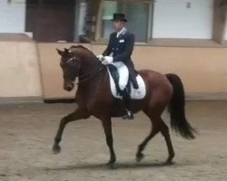 dressage horse Hillstone (KWPN (Royal Dutch Sporthorse), 2012, from Zizi Top)