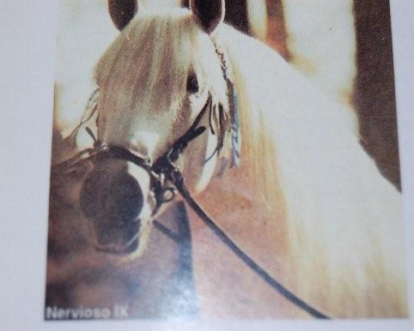 stallion Nervioso IX (Pura Raza Espanola (PRE), 1970, from Hosco IV)